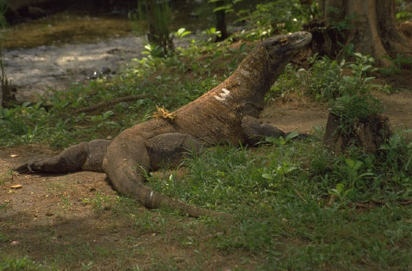 komodo1.jpg