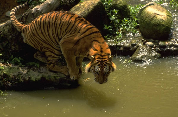 tiger.jpg